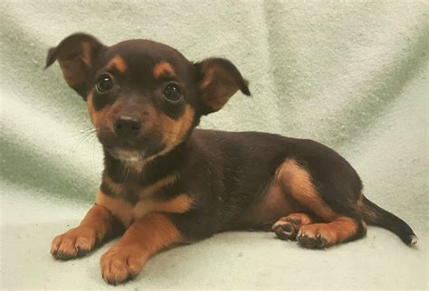 Miniature Pinscher Dog For Adoption In Modesto Ca Adn 441010 On