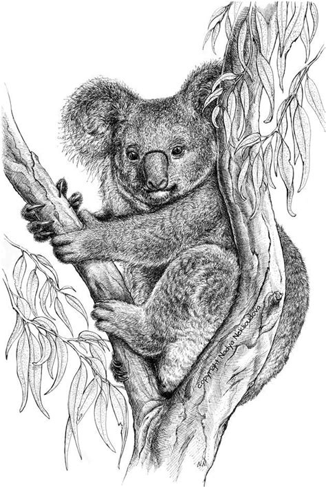 Koala Art Print Australische Dierlijke Pen En Inkt Tekening Etsy