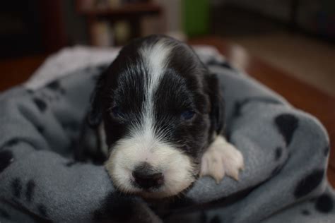 How to become an educated owner. English Springer Spaniel Puppies For Sale | Dexter, MI #323368