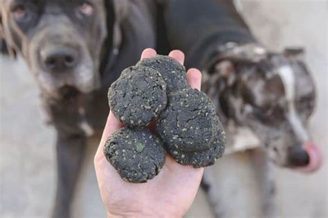 A Guide To Using Activated Charcoal To Groom Your Dogs Earthwise Pet