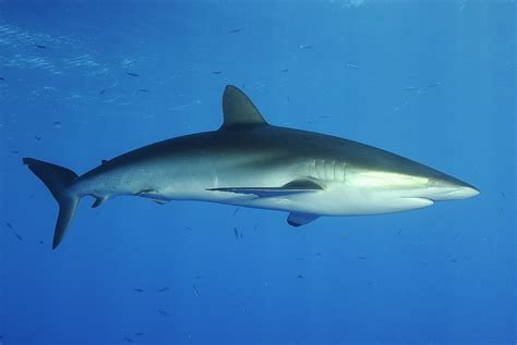 Silky Shark Carcharhinus Falciformis Red Sea