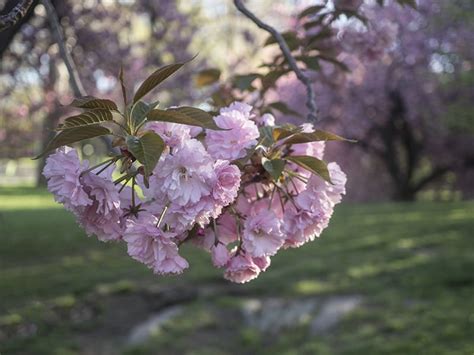 Weeping Cherry Trees Buying And Growing Guide
