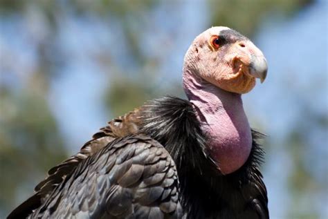 California Condors Can Reproduce Asexually Nature And Wildlife