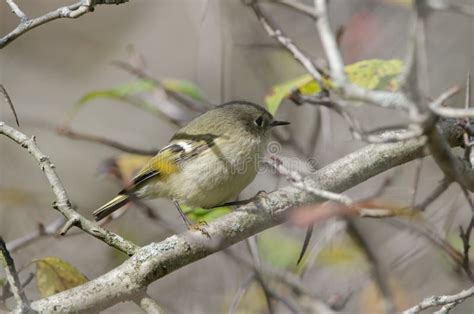 A Female Ruby Crowned Kinglet Perched In A Tree Stock Photo Image Of