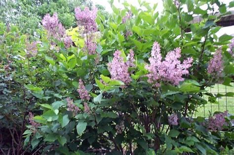 Miss kim lilac is a beautiful flowering shrub that produces fragrant, purple blooms in spring. Full size picture of Manchurian Lilac 'Miss Kim' ( Syringa ...