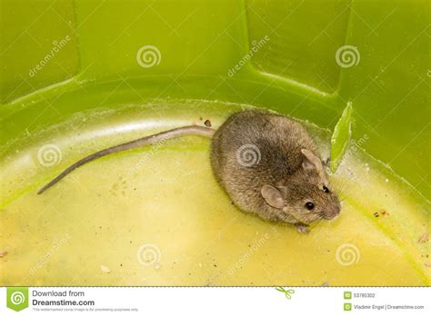 Mouse Wildlife Animal Mammal Small Big Tail Stock Photo