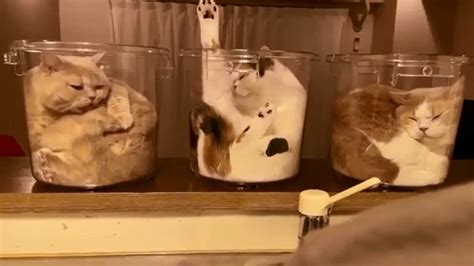 Three Cats Perfect Show The Meaning Of ‘if I Fits I Sits Watch Viral