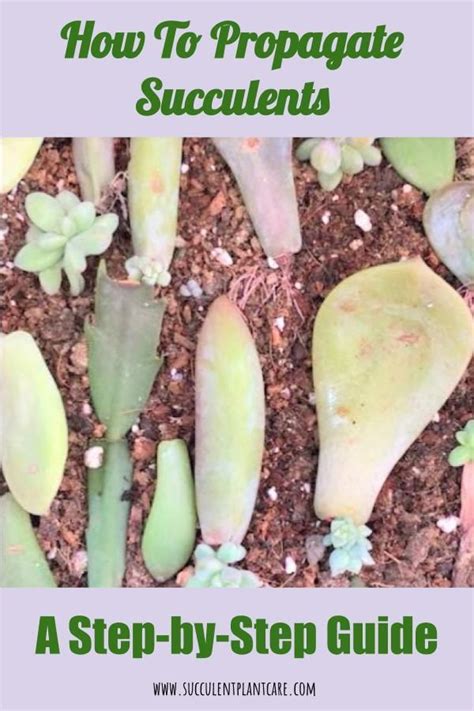 4 Easy Ways To Propagate Succulents A Step By Step Guide Propagating Succulents Succulent