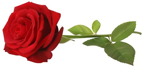 Red Roses Transparent Background