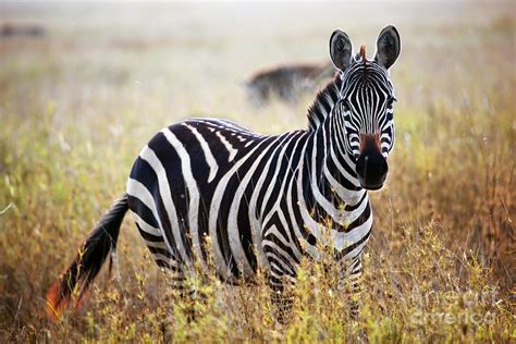 Zebra Portrait On African Savanna Photograph By Michal Bednarek Pixels