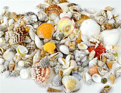 Shells Online Beach Mixed Seashells