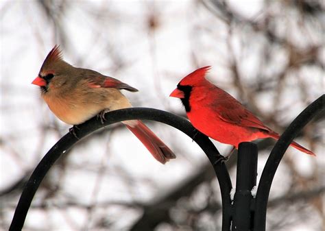 Males in this family of birds sport brighter and more colorful plumage. Male and Female Northern Cardinal HD Wallpaper ...