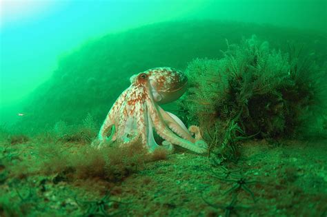 Octopus Arran Sealife