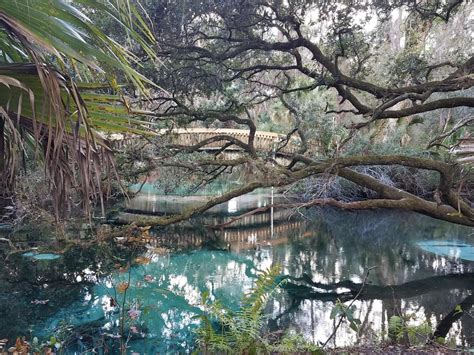 Fern Hammock Springs Ocala National Forest Florida Pics
