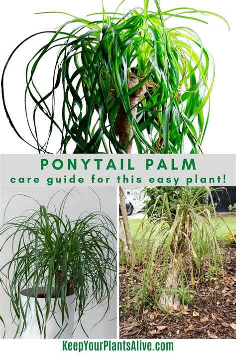 Ponytail Palm A Complete Care Guide Keep Your Plants Alive