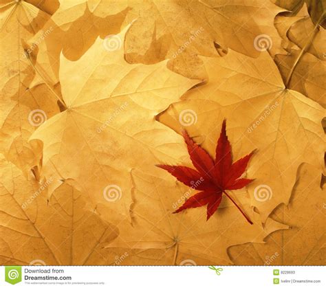 Bright Colorful Autumn Leaves Stock Image Image Of Colourful Bright