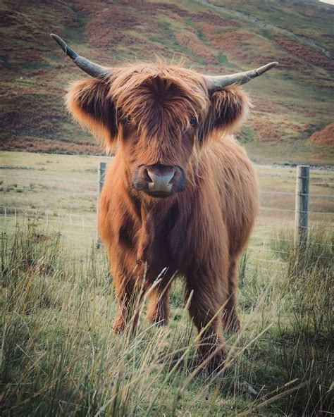 Visitscotland On Twitter Cow Animals Wild Animals Of The World