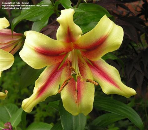 Plantfiles Pictures Oriental Trumpet Lily Ot Hybrid Orienpet Lily