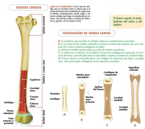 Anatomía Humana Huesos Características Cuales Cómo Se Formancrecen