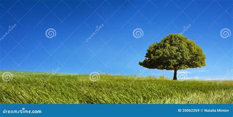 Single Tree Royalty Free Stock Photography 34645187