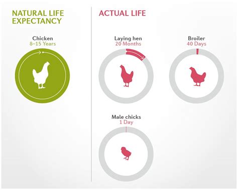 Life Expectancy Of Chickens Four Paws International Animal Welfare