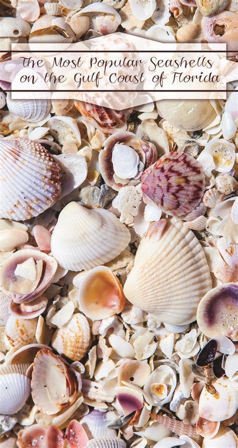The Most Popular Seashells On The Gulf Coast Of Florida Sea Shells