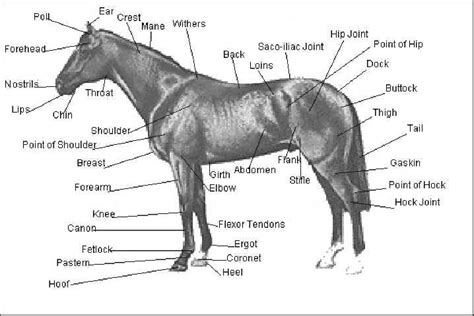 External Equine Anatomy All Things Equine