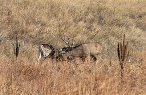 Buck And Doe Mule Deer Rutting In The Fall Stock Photo Image Of