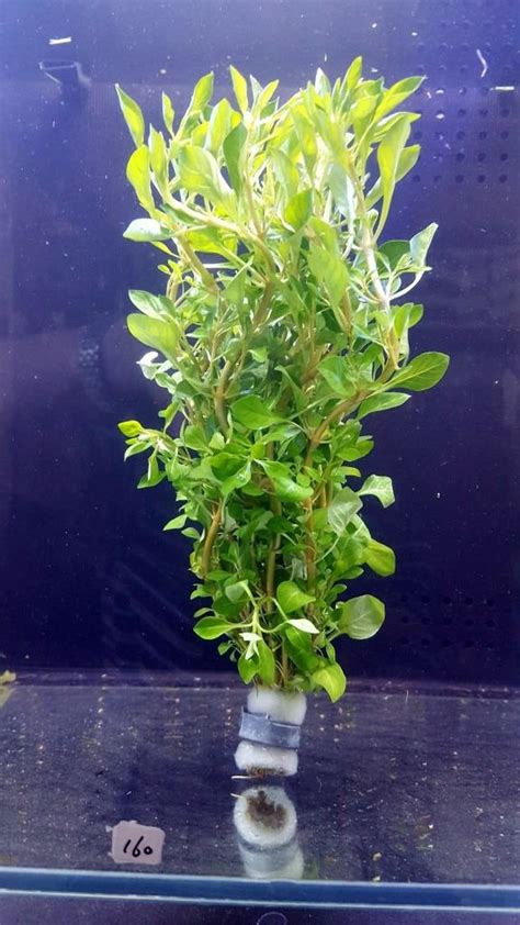 Ludwigia Palustris ‘green Shuemee Aquatic Center