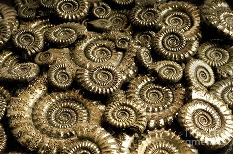 Pyritised Ammonite Fossils Photograph By Sinclair Stammersscience