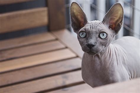 5 Rare And Unusual Cat Breeds To Fall In Love With Dambulonline