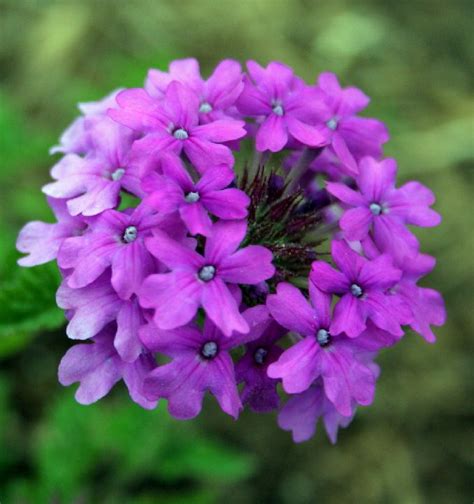 Maybe you would like to learn more about one of these? 22 Best Flowers for Full Sun | Heat Tolerant Flowers for ...