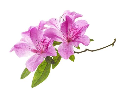 Azaleas Flowers With Leaves Pink Flowers Isolated On White Background