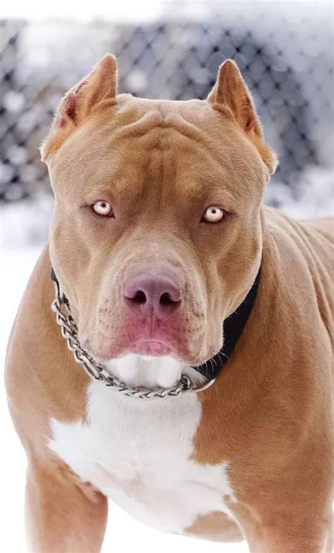 Adoreable Pit Bull Dog Breed Amazing Pets For You