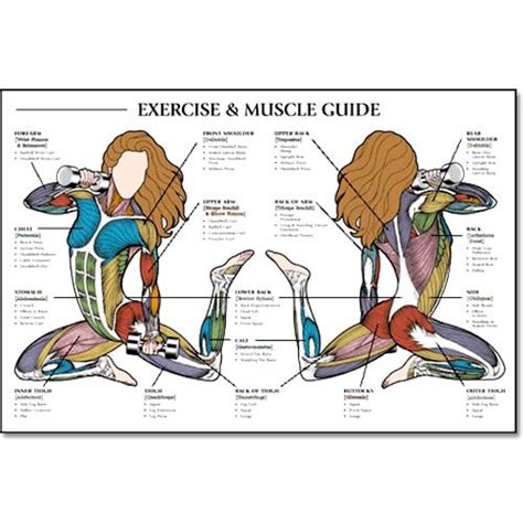 Muscular system diagram posterior back view jen reviews. When I get a house someday, for the workout room. =) Exercise and Muscle Guide, Female $19.77 ...