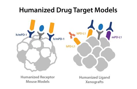 Beginners Guide Humanized Drug Target Immuno Oncology Models