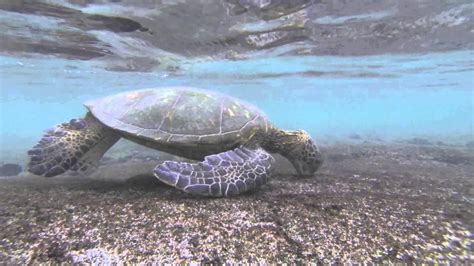 Green Sea Turtles At Kaloko Honokohau Park Youtube