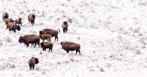 The Return Of Bison To Banff National Park And Keeping Them There
