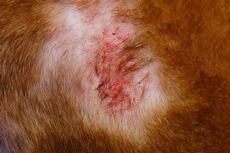 Folliculitis In Dogs 5 Causes And How To Treat Them