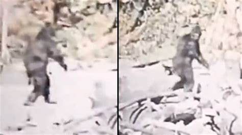 Bigfoot Footage Stabilised By Ai Technology To Show What It Really Is