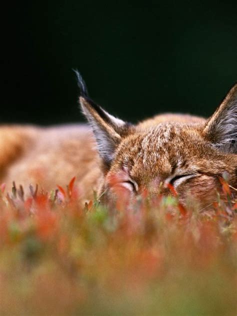 Bilberry Lynx Bing Wallpaper Download