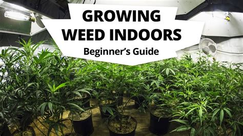 How To Grow Weed Indoors An Easy Guide For Beginners Youtube