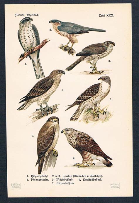 Check spelling or type a new query. VÖGEL Bussard Der - ZVAB