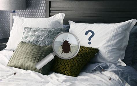 Milbenschutz Im Bett Betten Abc® Magazin