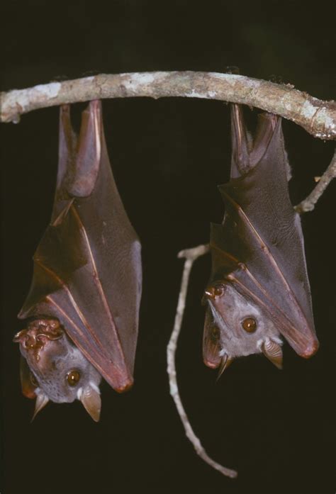 Hammer Headed Fruit Bat Bats Of Ivory Coast · Inaturalist