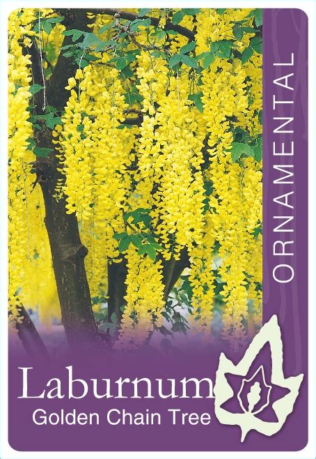 Laburnum X Waterei Vossi Golden Chain Tree Blerick Tree Farm
