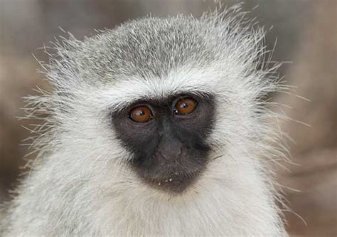 Monkey Portrait Kruger National Park South Africa