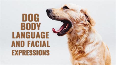 Dog Body Language And Facial Expressions Petmoo