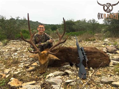 Sika Deer Hunting 18000 Acres In Texas 60 Species Ox Ranch