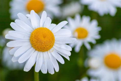 Many Marguerites On A Meadow Of Flowers In The Garden With Nice White